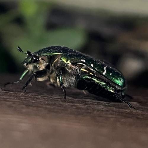 Золотистая бронзовка (Cetonia aurata)