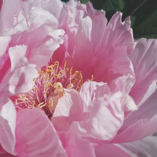 Photo #12475442