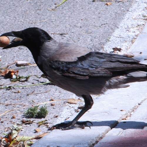 Photo #12475511
