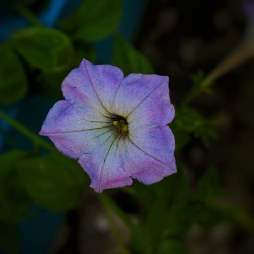 Whispers in Violet