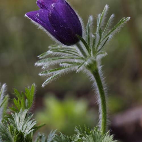 Photo #12476330