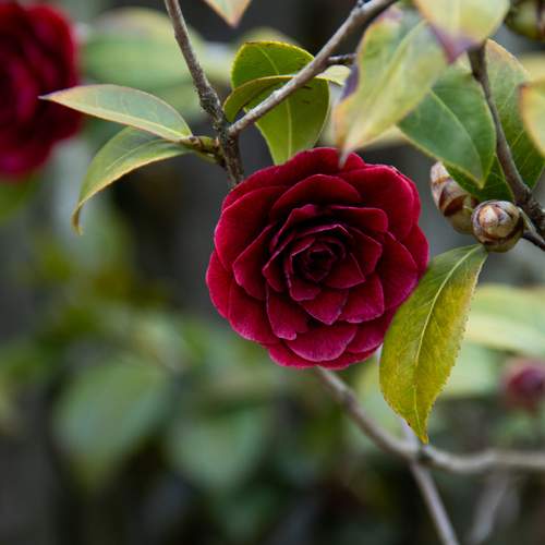 Photo #12476507