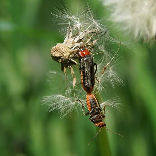 Photo #12476557