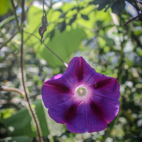 Morning Glory in Bloom
