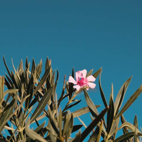 Coastal Bloom