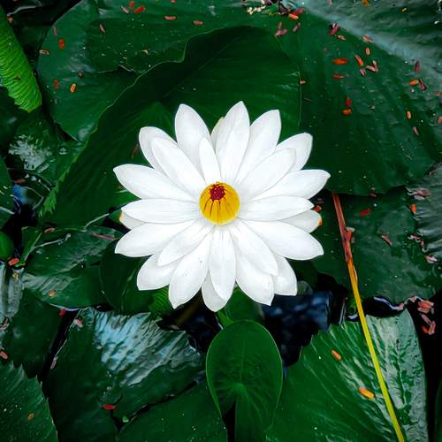 Lotus