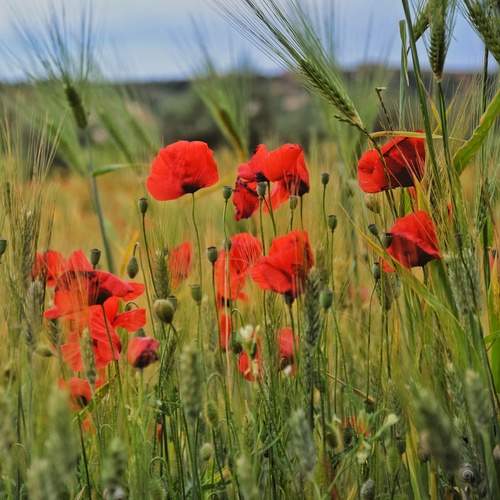 Photo #12476881
