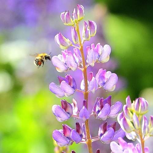 Photo #12477257