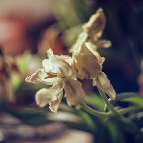Photo #12477381