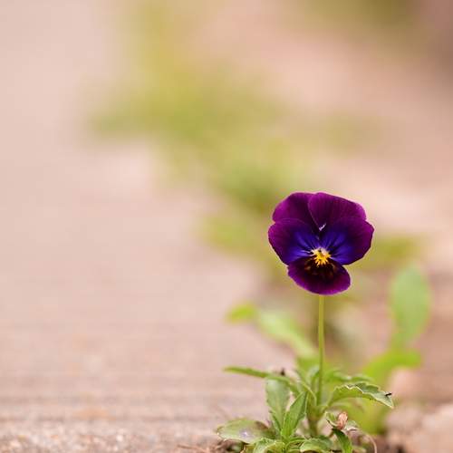 Photo #12477548
