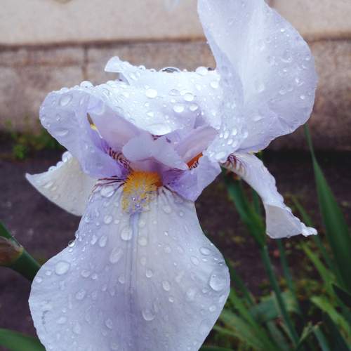 Photo #12477744