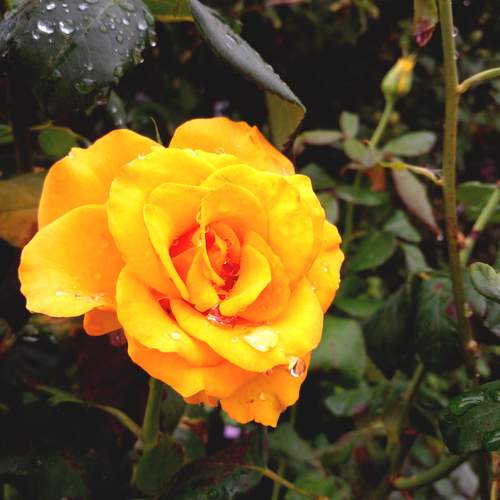 Photo #12477745