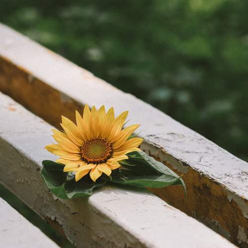 Photo #12477786