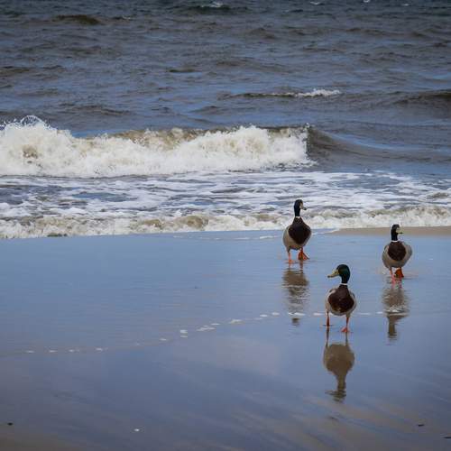 Photo #12477887