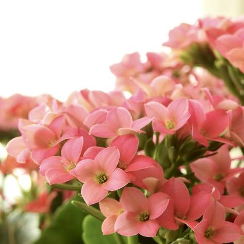 Photo #12478385