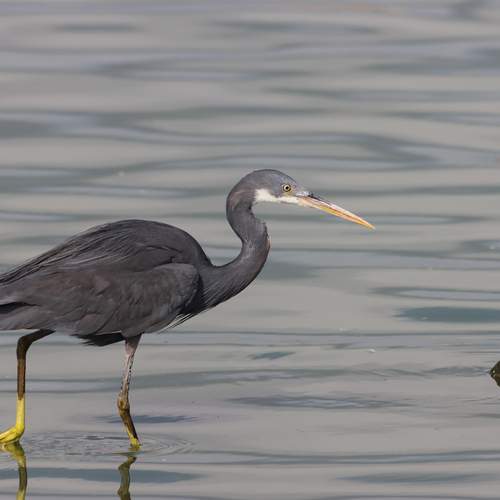 Western Reef Heron