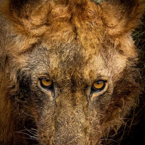 Photo #12479125