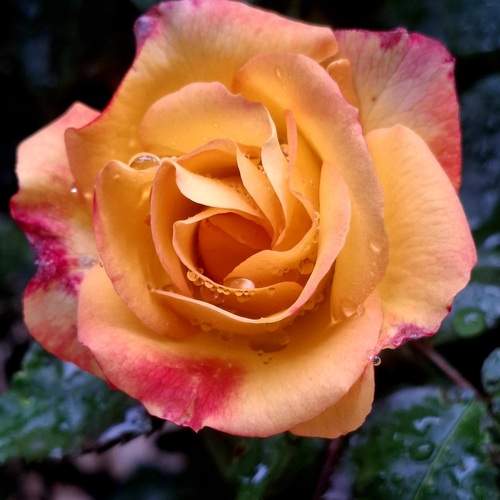 Photo #12480110