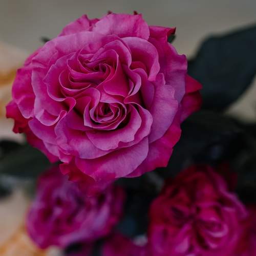 Photo #12480285