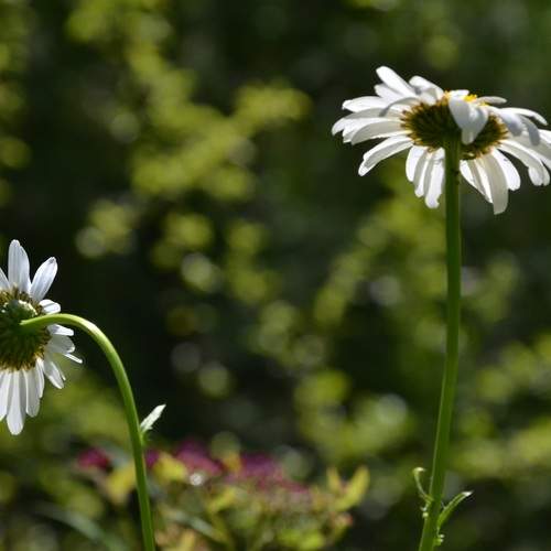 Photo #12480728