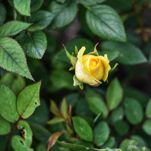 Фотография #12480895