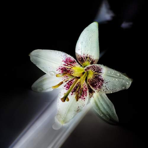 Photo #12481302