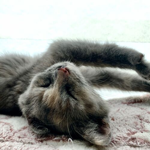 Photo #12481401