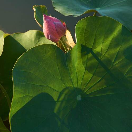 Photo #12481452