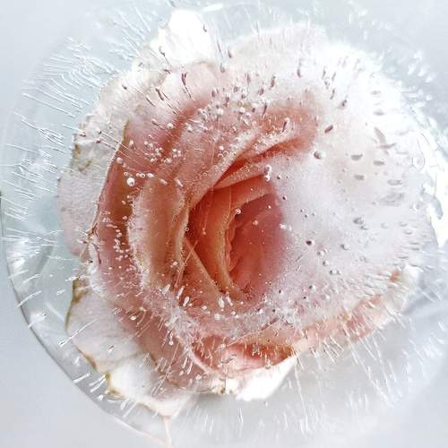 Photo #12481509