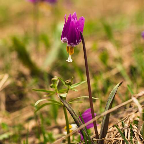 Photo #12481620