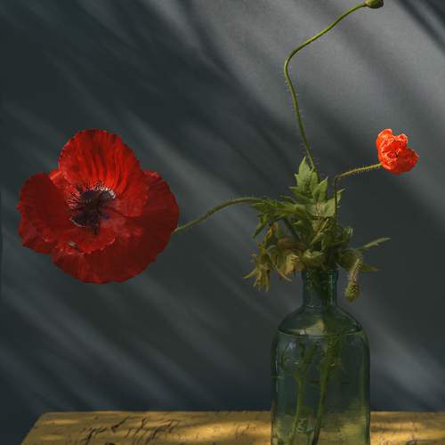 Photo #12481741