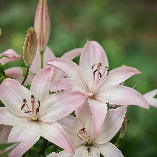 Photo #12482268