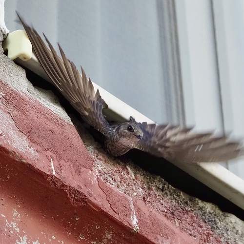 Photo #12482281