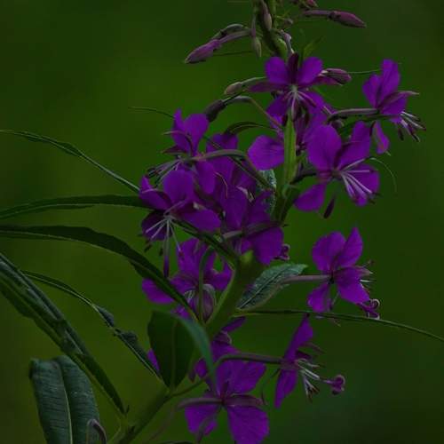 Photo #12482312