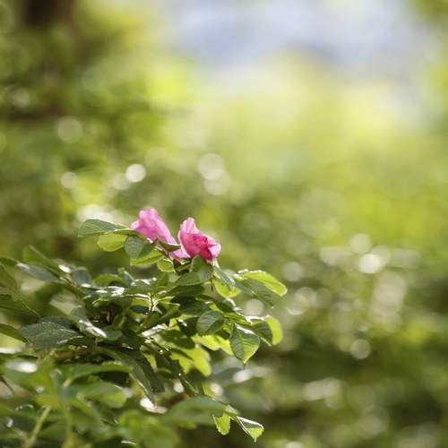 Photo #12482344