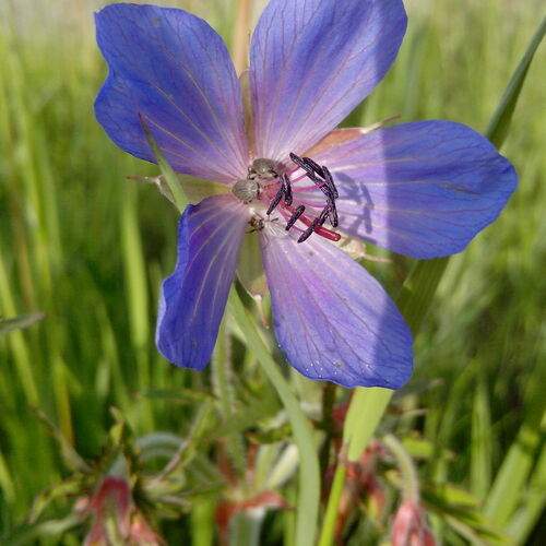 Photo #12482433