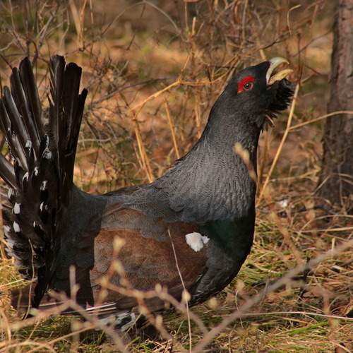 Фотография #12482752