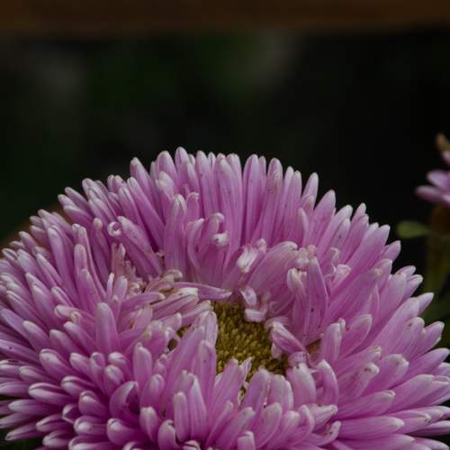 Photo #12482817
