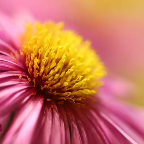 Photo #12482933