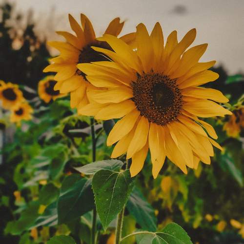 Photo #12482949