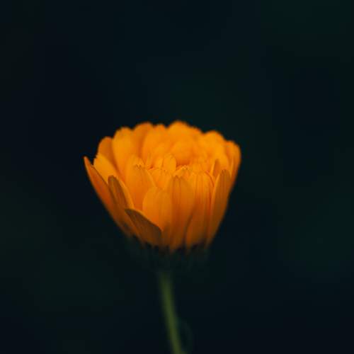 Photo #12483055