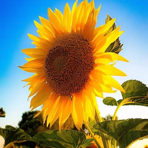 Photo #12483507