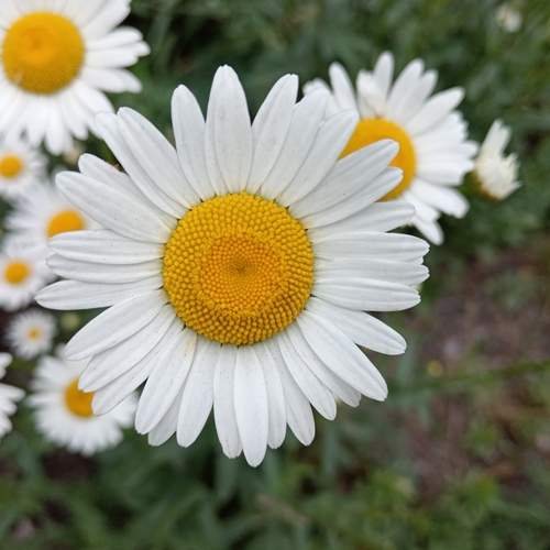 Photo #12483618