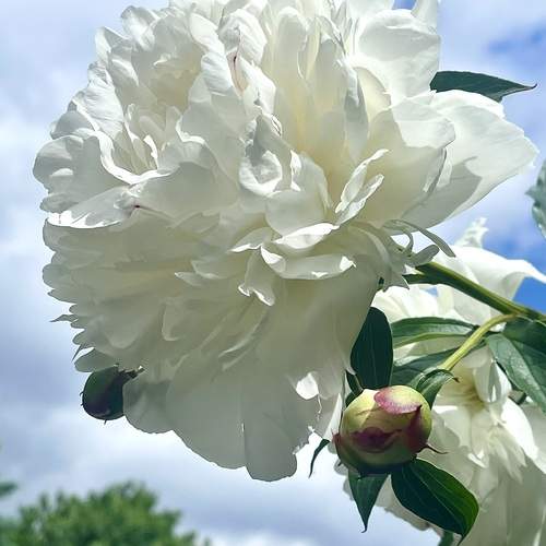 Photo #12483662
