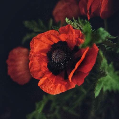 Photo #12483935
