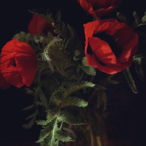 Photo #12483942