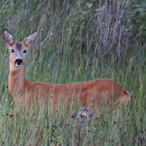Photo #12484233