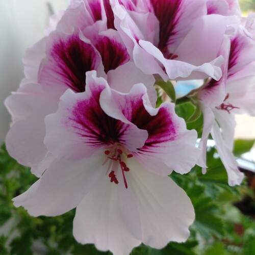 Photo #12484609