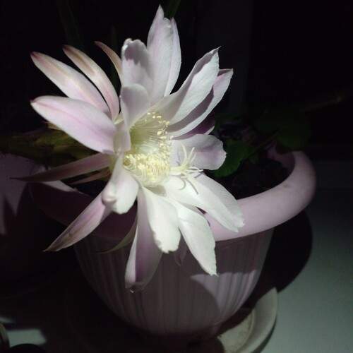 Photo #12484610