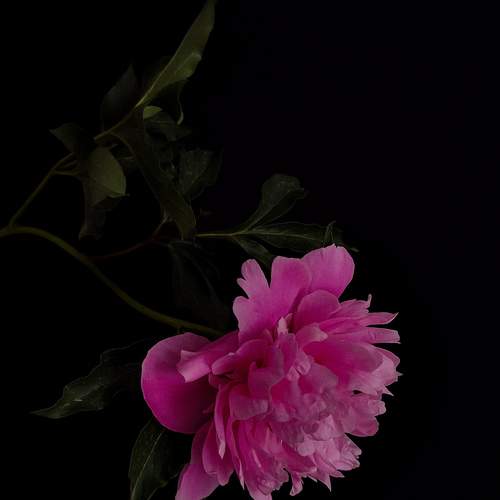 Photo #12485133